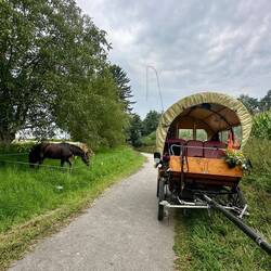 Pause mit Futterstreik der Pferde