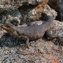 Gebänderter Gürtelschweif (Karusasaurus polyzonus)