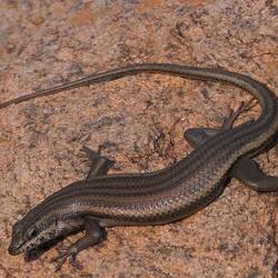 Westlicher Streifenskink (T. sulcata)