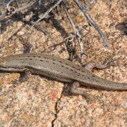 Buntskink (Trachylepis variegata)