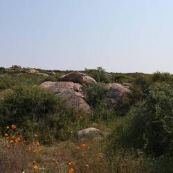 Gürtelschweif-Biotop