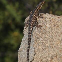 Gebänderter Gürtelschweif