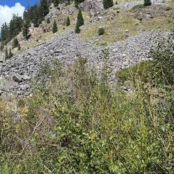 Can you see the bighorn sheep? Neither could I.