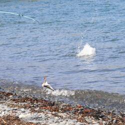 Angel mit Fischköder