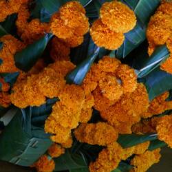 Temple gifts-marigolds wrapped in banana leaves