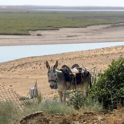 Der arme Esel musste in der Sonne warten.