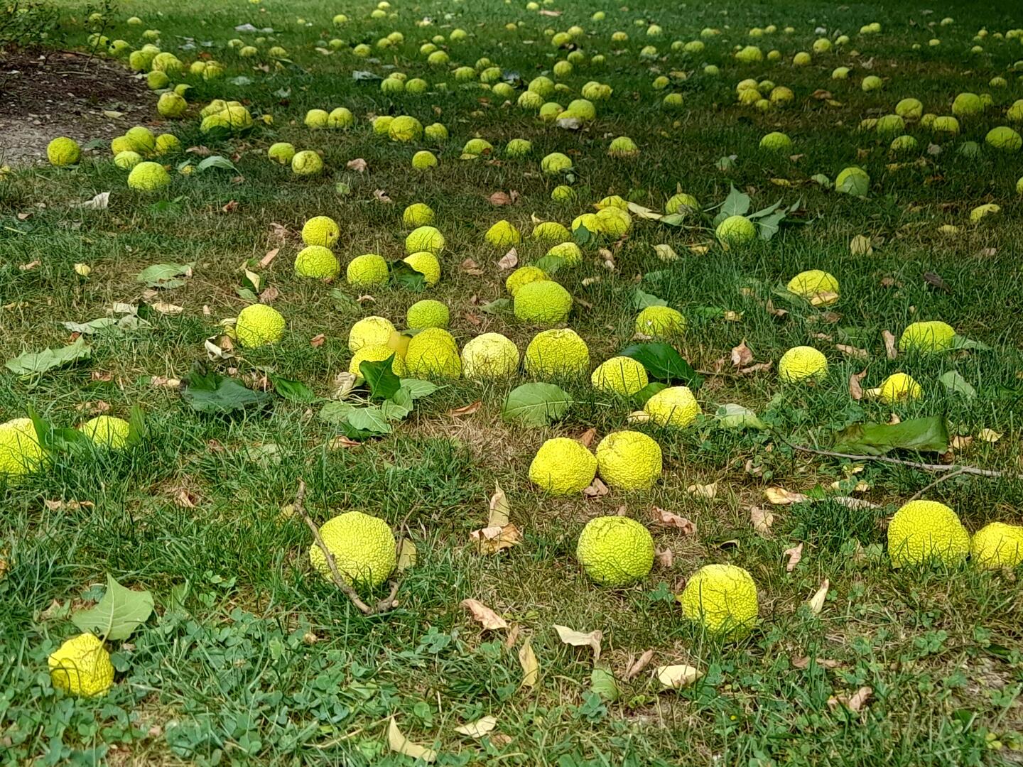 Oranger des Osages