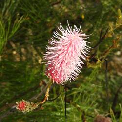 A type of Grevillea 'pink poker' ?