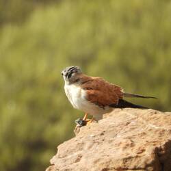 A small kestrel eating something that Brad managed to photograph