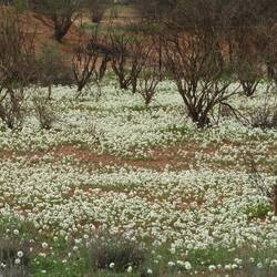 Carpet of wildflowers - everlastings? They came in pink and yellow too