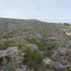 These coastal shrubs are covered in small pink flowers