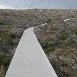 Boardwalk through the coastal shrubs (not sure what they are)