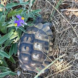 Schildi ist schneller am Ziel als geplant