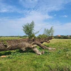Die Weide schlägt wieder aus. 😀