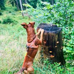 Mit eigenem Hochstand