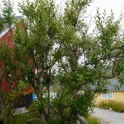 ...sogar Bäume 🌳