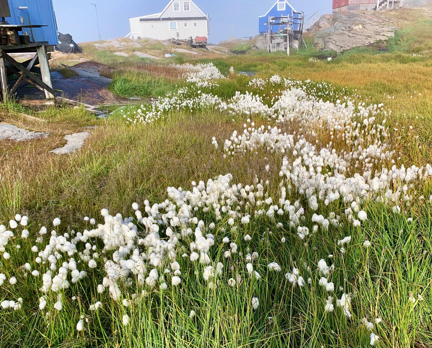 arktisches Wollgras - getrocknet dient es als Schuhisolierung