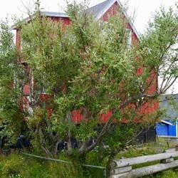 Bäume gibts nur im Süden