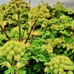 Engelskraut, wird als Heilkraut verwendet