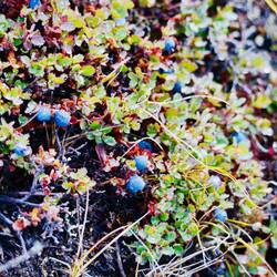 arktische Heidelbeere, schmeckt wie daheim