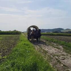 Franziska fährt mit Autopilot
