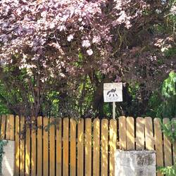 Vorsicht Eichhörnchen!