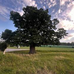 600 Jahre alte Eiche.