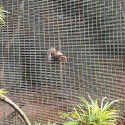 Oder ist das etwa ein Streifenhörnchen? 😅