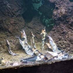 Bestimmt ganz normal bei den Fischen 🙄