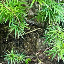 Wer findet das Hörnchen? 🐿️