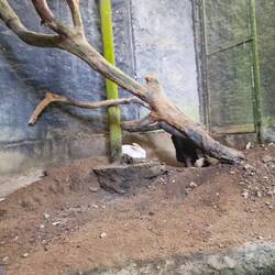 Das glücklichste Kaninchen der Welt