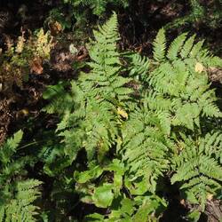 Sword Fern