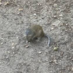 Groung squirrel eating someone's dropped dog food.