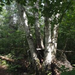 Large multy trunked birch