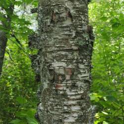 pealling bark on a birch tree