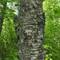 pealling bark on a birch tree