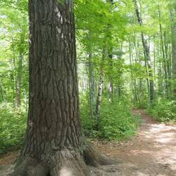 A very old White Pine