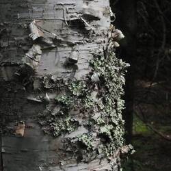 Lichen on birch