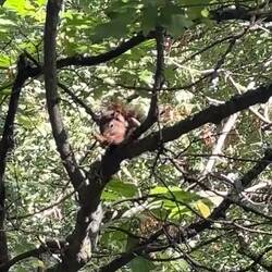 Oops, the red tree squirrel dropped what it was eating.
