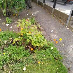 Isländischer Mohn