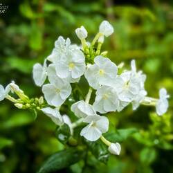 Raindrops on posies (white phlox??) — Lauterbrunnen Valley, Switzerland.