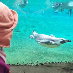 Pinguine