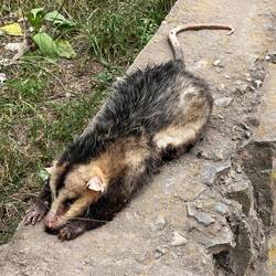 The opossum