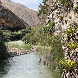Hot climate plants on the sunny side of the gorge