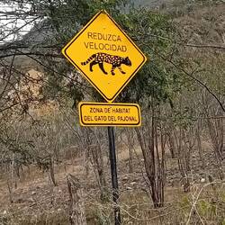 This Pampa's cat is somewhat endangered