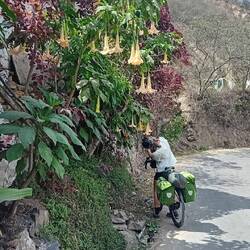 Action: take a close-up of these beautiful flowers