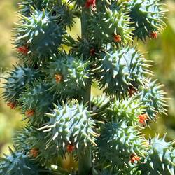 Beautiful succulent- never seen one like that before