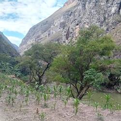 Little plot of maize in front and bananas in the back.