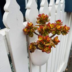Houses were well cared for and full of individual detail and personal touches