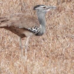 Kori Bustard